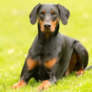 Ein Dobermann sorgte in der Lübecker Innenstadt für Aufregung. (Symbolbild)