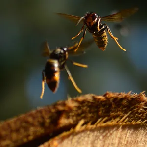 Zwei fliegende Asiatische Hornissen