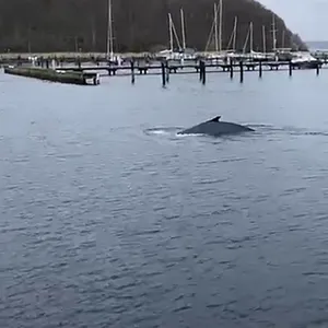 Ein Buckelwal schwimmt durch die Flensburger Förde – eine alles andere als alltägliche Begegnung.