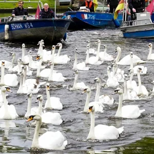 Die Alsterschwäne sind zurück! Am Dienstag durften die Tiere ihr Winterquartier verlassen und wurden von Schwanenvater Olaf Nieß und seinen Kollegen zurück in Richtung Binnenalster eskortiert.