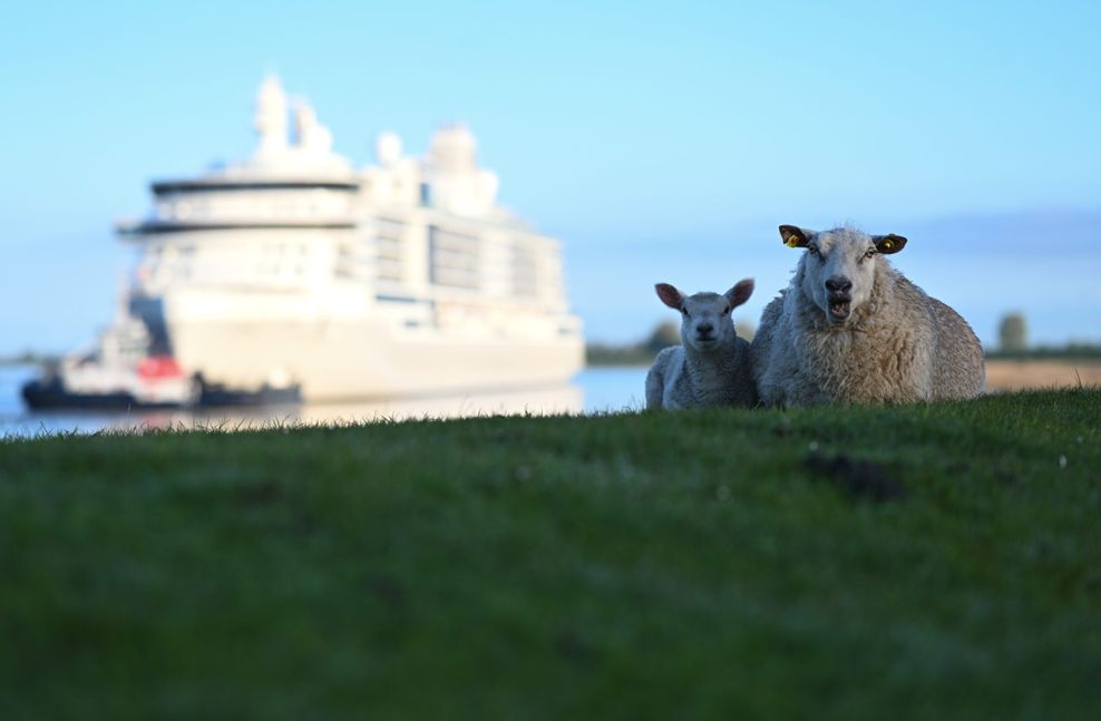 Auch die Schafe auf dem Deich waren von dem Luxus-Schiff beeindruckt.