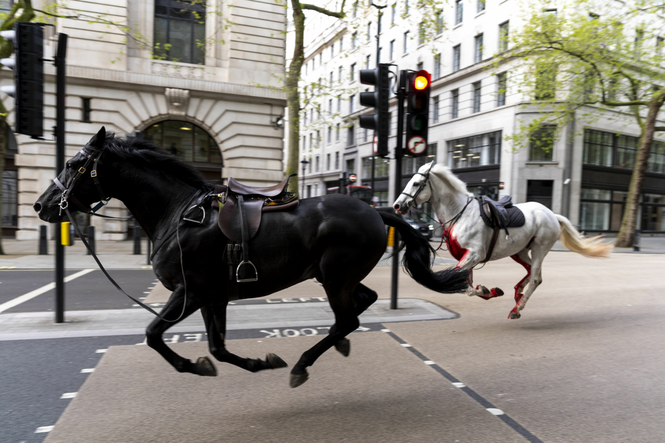 Zwei der entlaufenen Pferde galoppieren über eine Kreuzung in der Londoner Innenstadt.