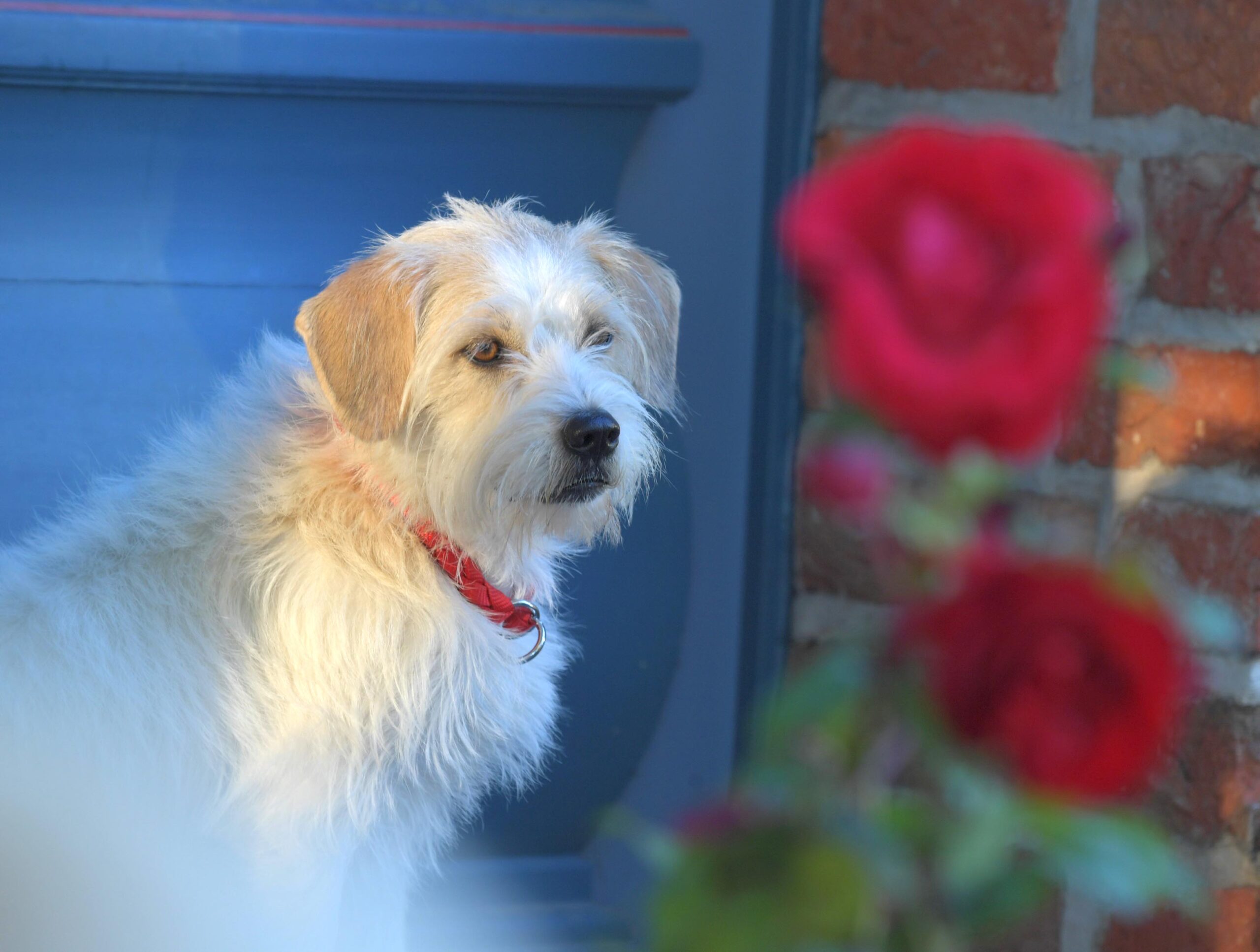 Betty ist der Fernsehhund der „Roten Rosen“. Die ARD-Telenova sucht einen zweiten Vierbeiner für seine neue Staffel.