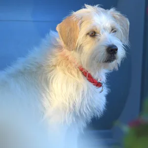 Betty ist der Fernsehhund der „Roten Rosen“. Die ARD-Telenova sucht einen zweiten Vierbeiner für seine neue Staffel.