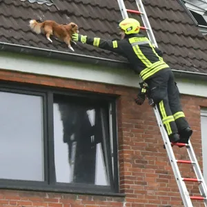In Heide: Feuerwehr rettet Hund vom Dach – dann büxt das Tier erneut aus