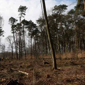 Klövensteen: ein Waldstück mit kranken Fichten, man sieht zahlreiche Baumstümpfe
