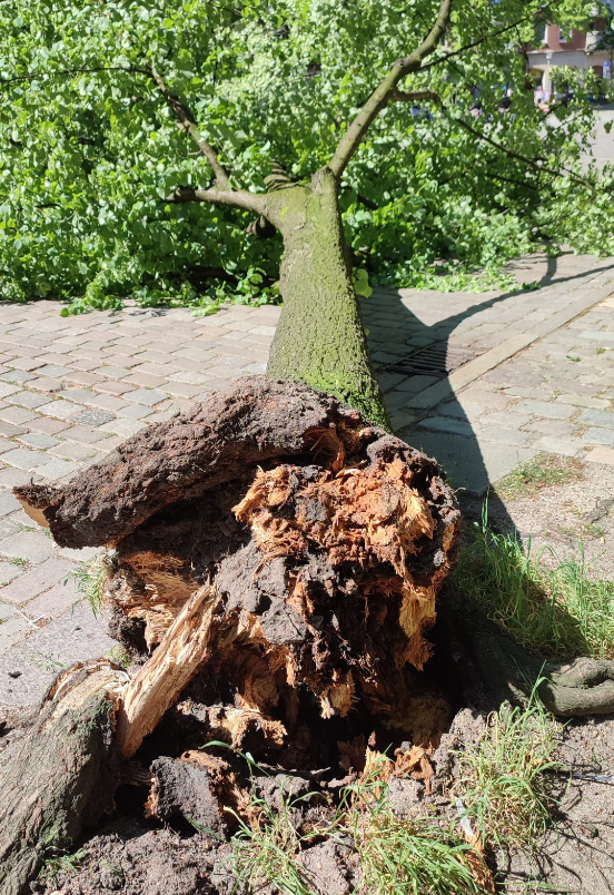 Platz wird gesperrt: Große Linde fällt mittags auf zentralen Platz in der City!