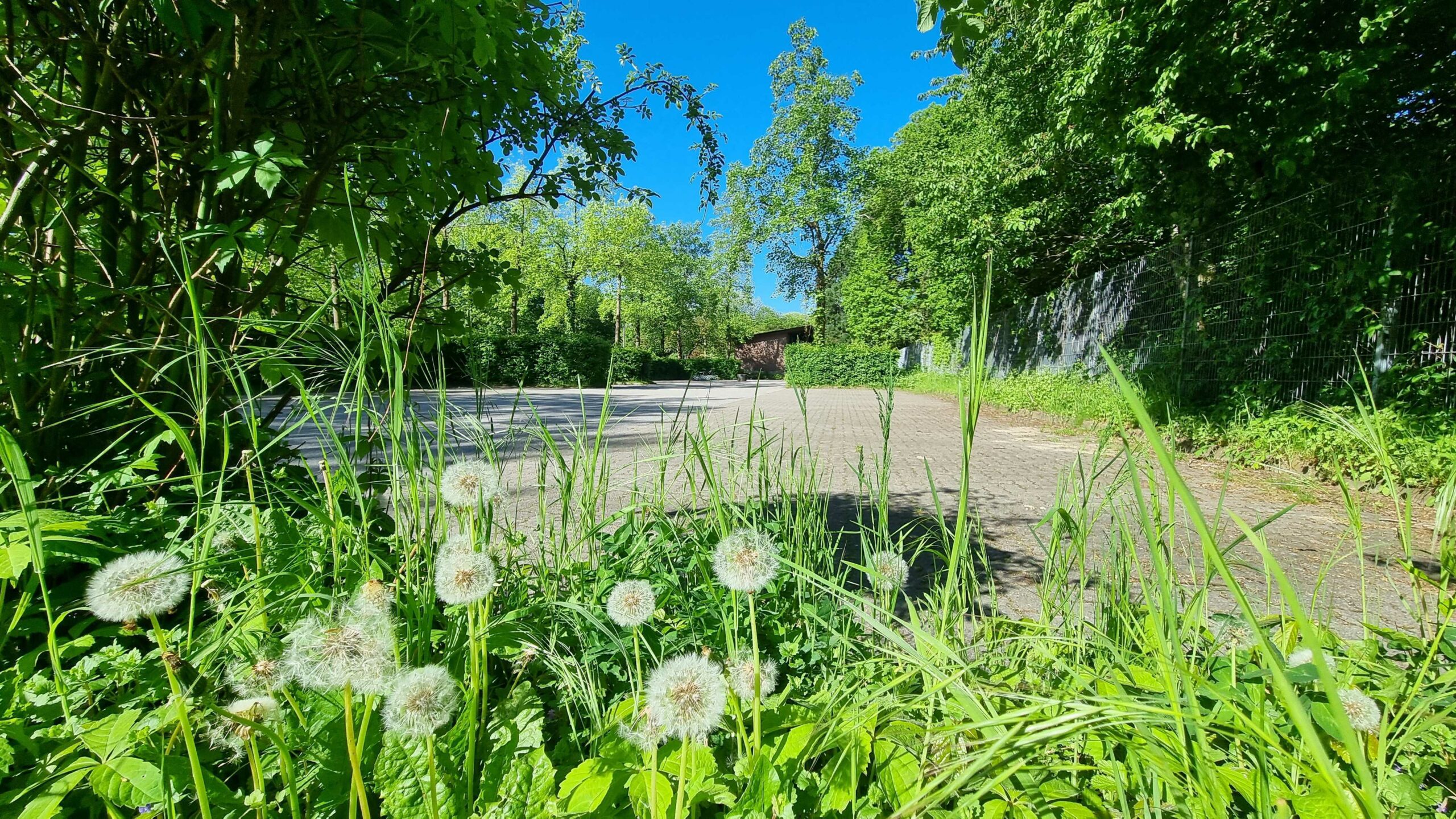 Pusteblumen mit einem großen Parkplatz im Hintergrund