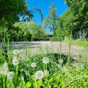 Pusteblumen mit einem großen Parkplatz im Hintergrund
