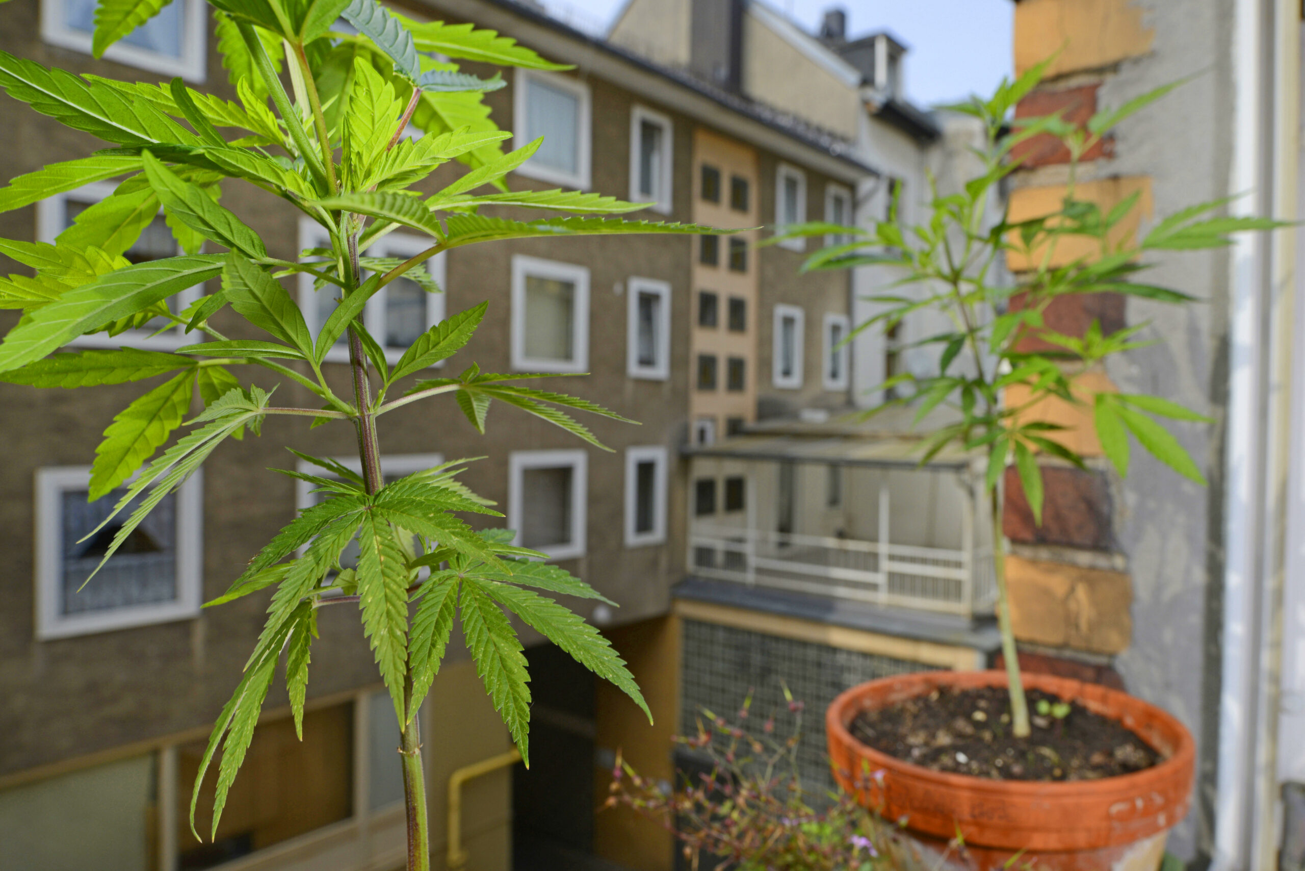 Hanfpflanzen auf einem Balkon (Symbolbild).