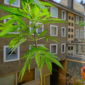 Hanfpflanzen auf einem Balkon (Symbolbild).