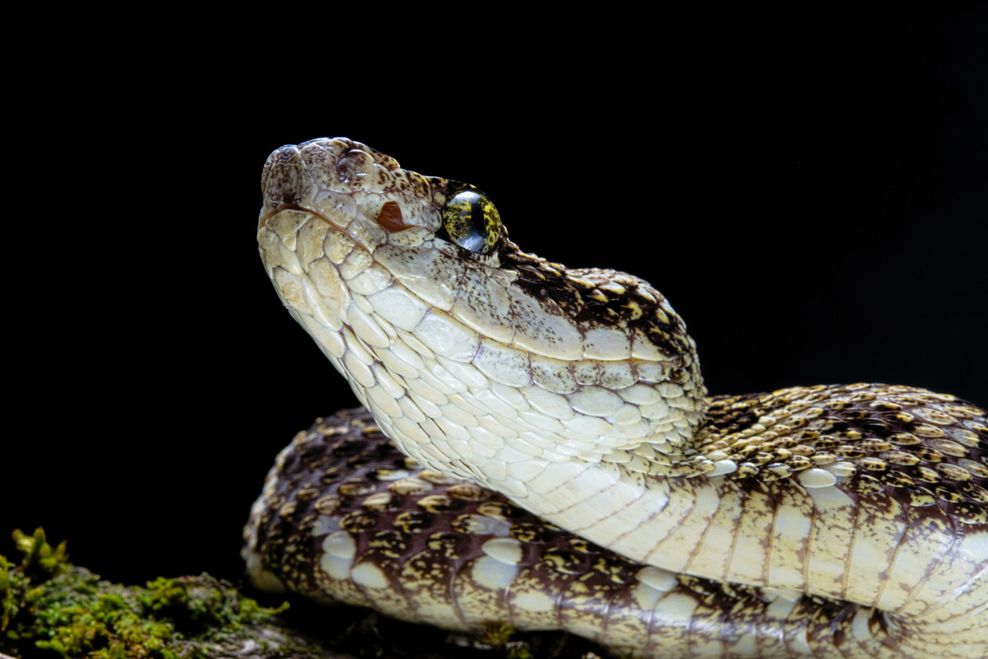 Lanzenottern sind in Brasilien jedes Jahr für einen Großteil der Vergiftungen durch Schlangenbisse verantwortlich.