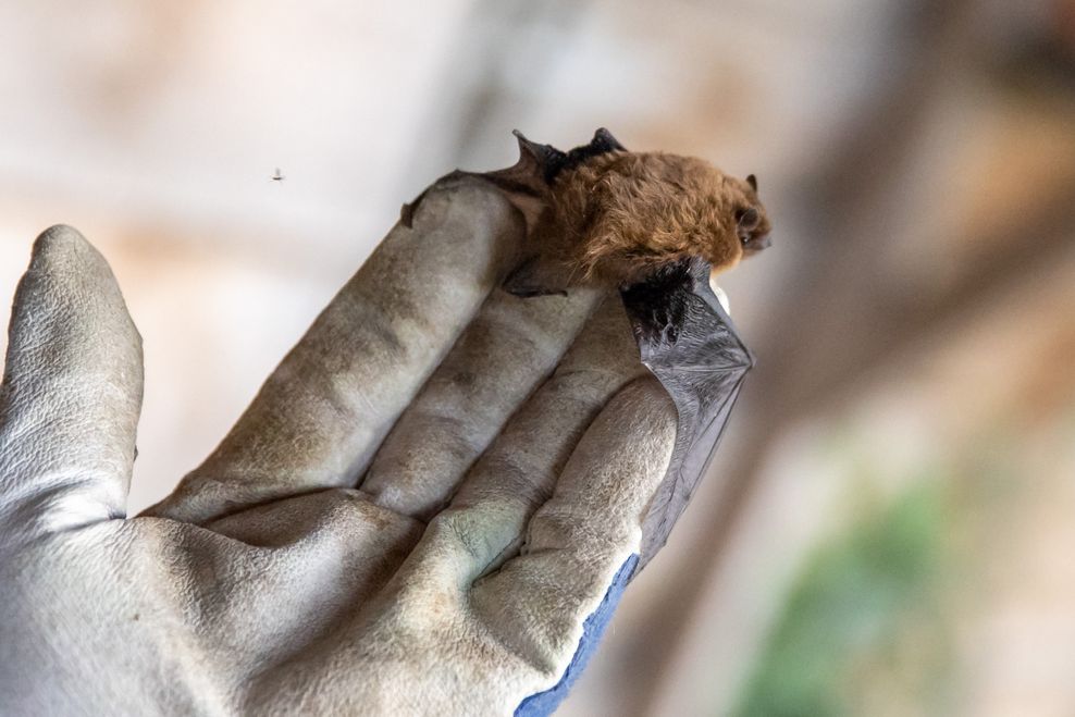 So klein ist die Mückenfledermaus