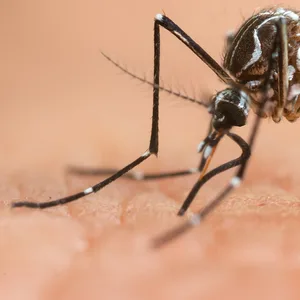 Mücke auf menschlicher Haut