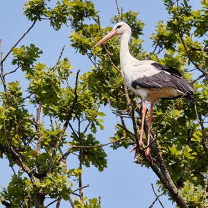 Storch sitzt im Baum.