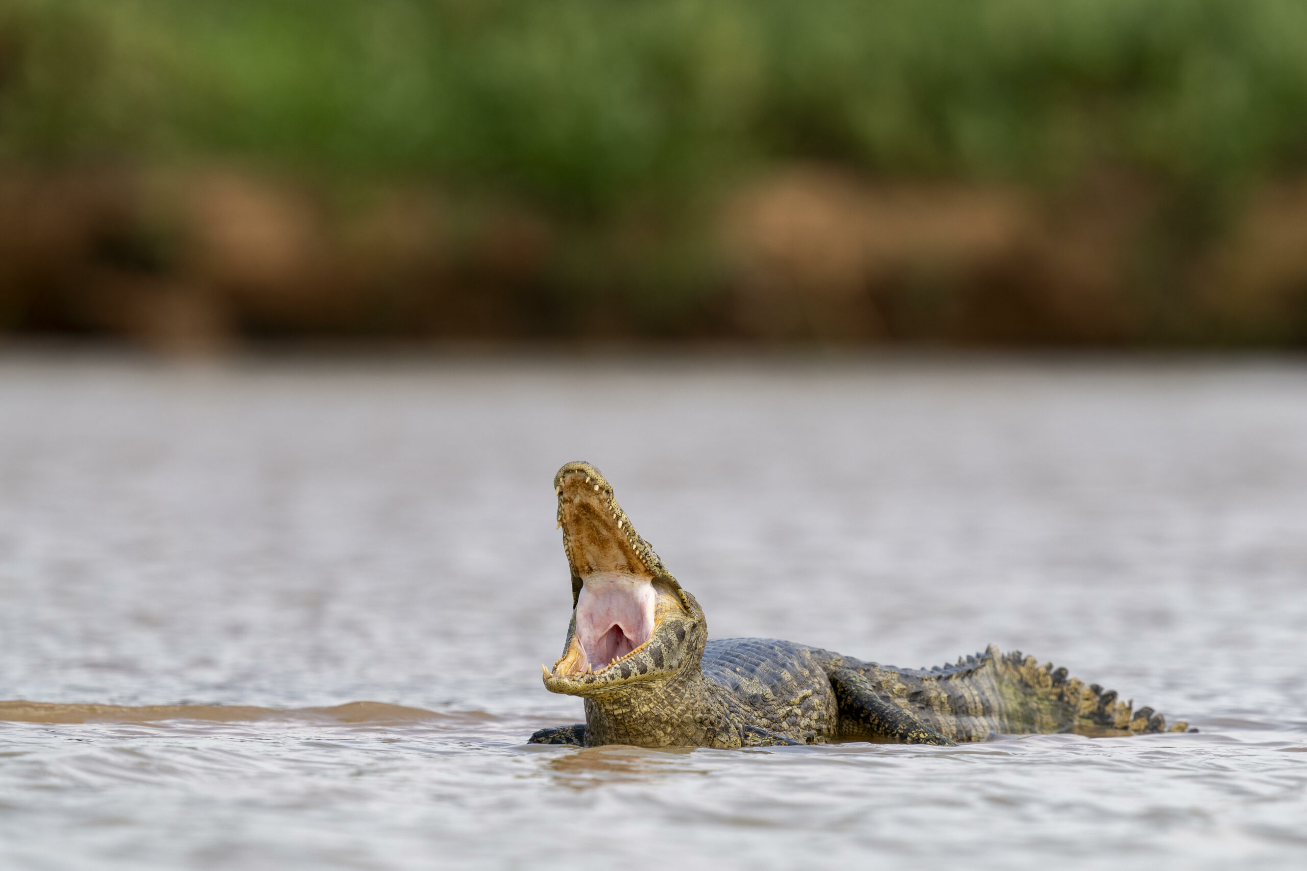 Krokodil