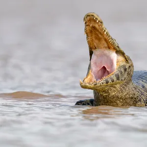 Krokodil