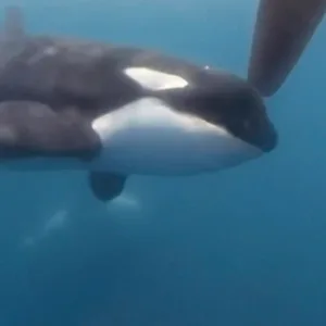 Orca