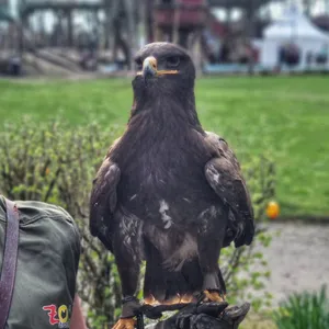 Der Steppenadler Milow sitzt auf dem Arm einer Zoomitarbeiterin
