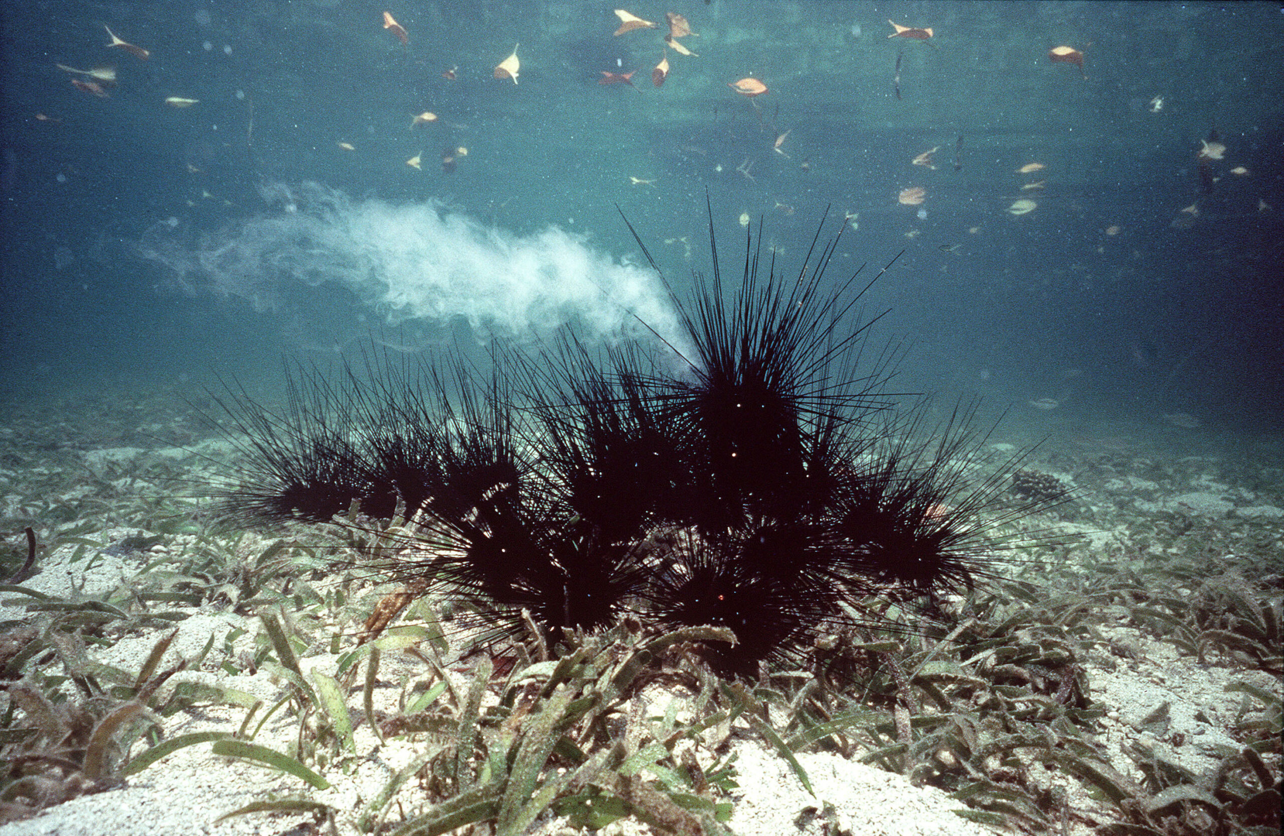 Seeigel unter Wasser (Diadema setosum)
