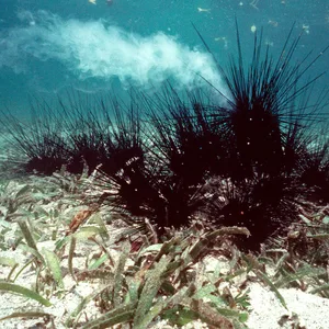 Seeigel unter Wasser (Diadema setosum)