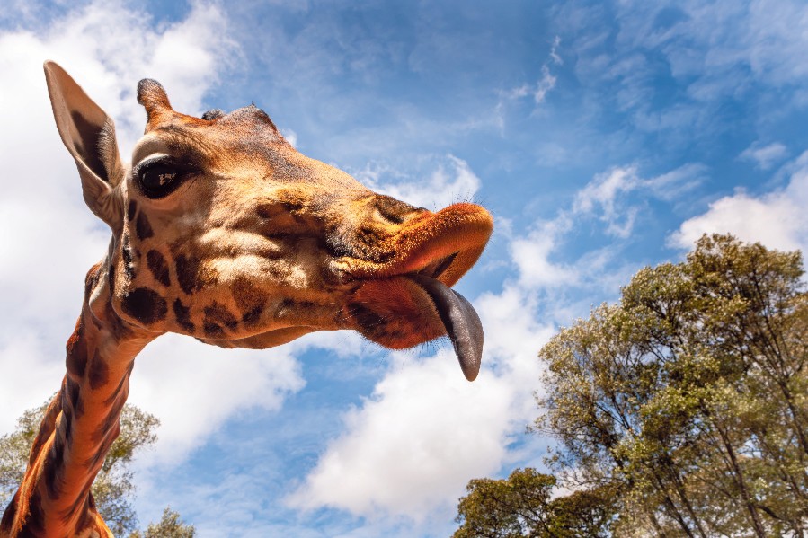 Nairobi: Die lange Zunge hilft der Giraffe beim Abfressen zarter Akazienblätter.
