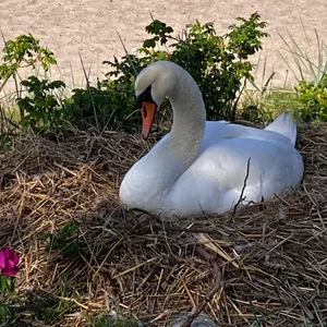 Unbeeindruckt von den Badegästen brütet ein Schwan am Strand von Timmendorfer Strand.