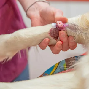 Ein Hund beim Tierarzt