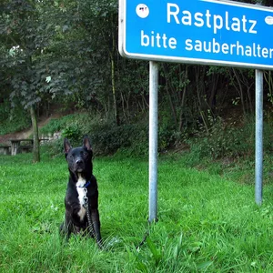 Die Polizei fand am Samstagabend einen Hund ohne Besitzer auf einem Autobahn-Parkplatz. (Symbolbild)