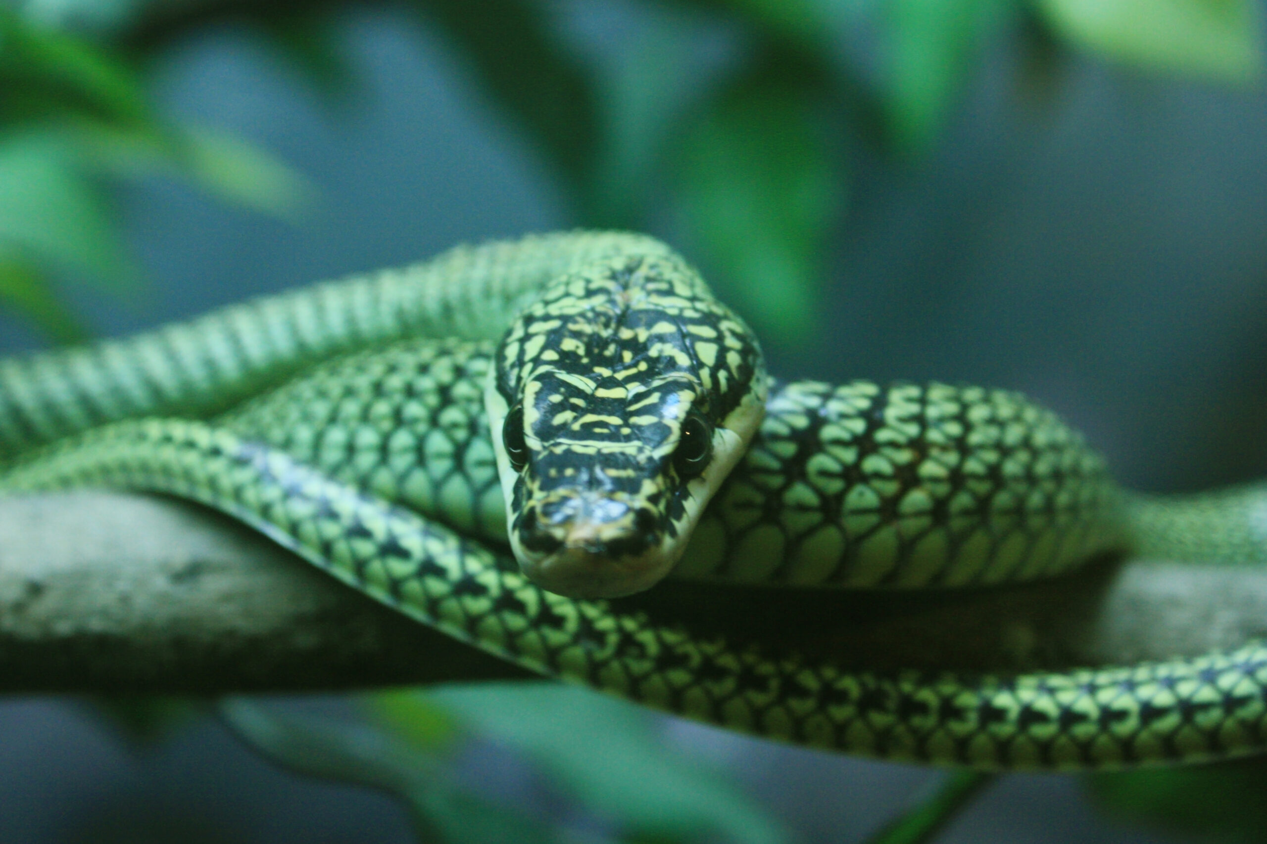 Die Afrikanische Baumschlange, auch Boomslang genannt, ist im südlichen Afrika heimisch.