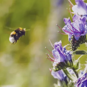 Hummel fliegt violette Blüten an.