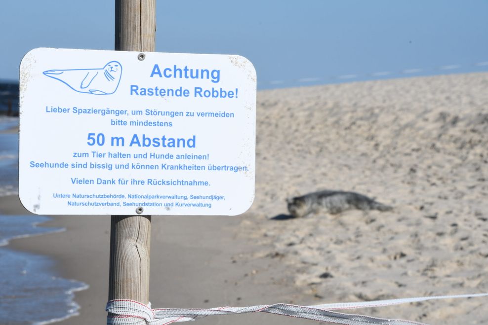 Schild: Achtung, Rastende Robbe!