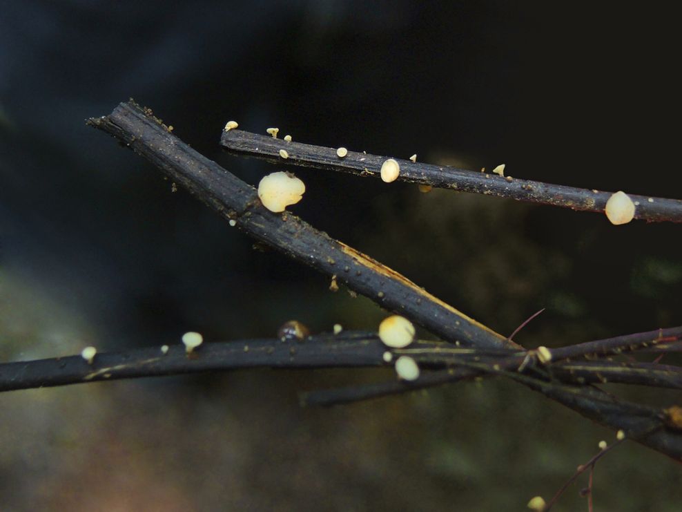 Falsches Weisses Staengelbecherchen