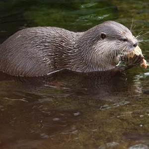 Ein Otter frisst in seinem Gehege im Tierpark Hagenbeck.