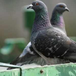 Zwei Stadttauben sitzen auf einem Gestell.