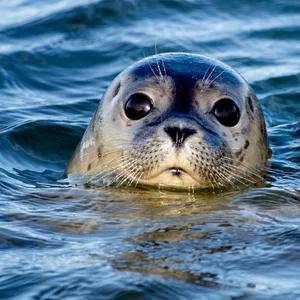 Ein merkwürdiges Seehundsterben an der Nordsee beschäftigt die Experten. (Symbolbild)