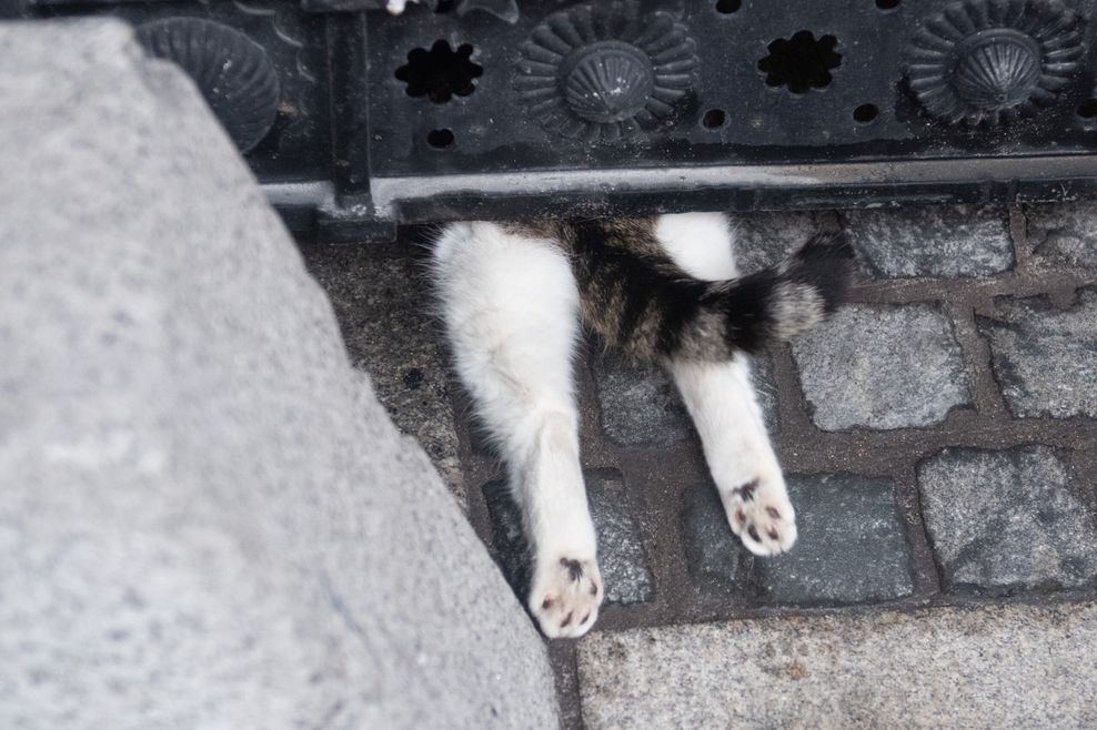 Sechster Premier in Sicht:  Dieser Kater regiert die Downing Street