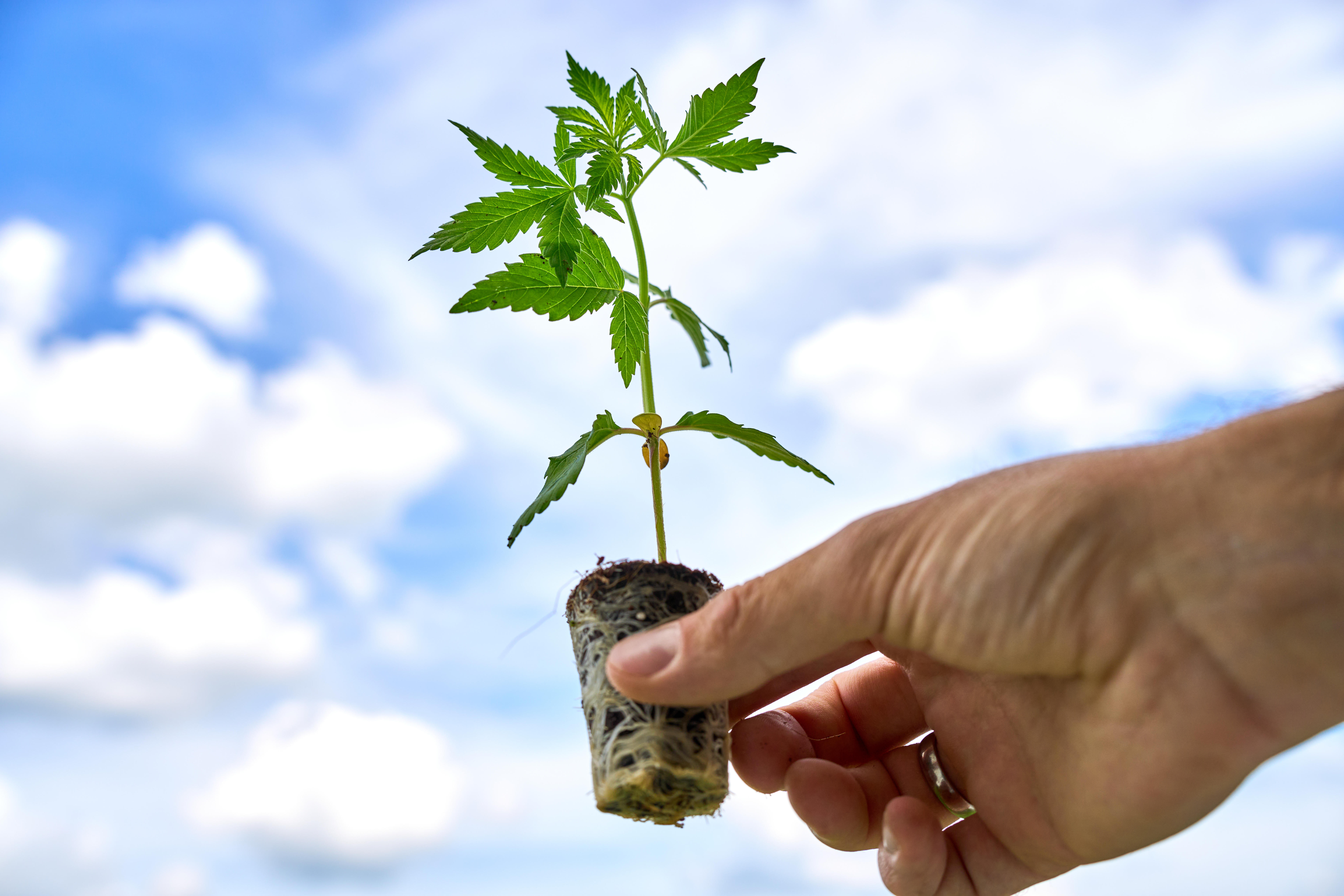 Ein Mann hält eine Cannabis-Pflanze in der Hand.