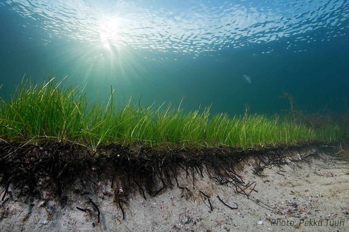Eine Seegraswiese in der Ostsee. Forscher haben einen Seegrasklon entdeckt, der mehr als 1400 Jahre alt ist.