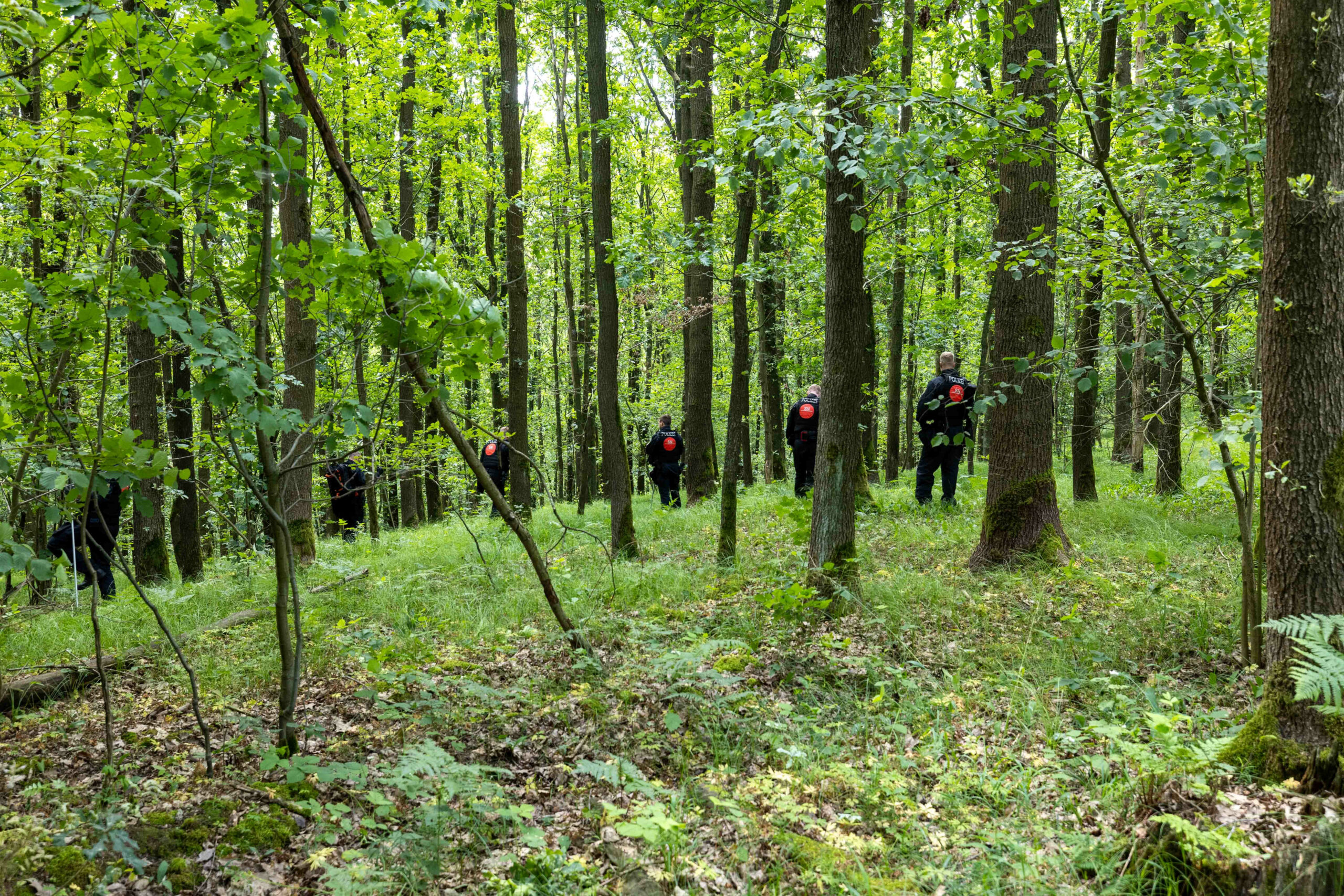 Polizisten durchkämmen bei der Suche nach einer vermissten Grundschülerin ein Waldstück.