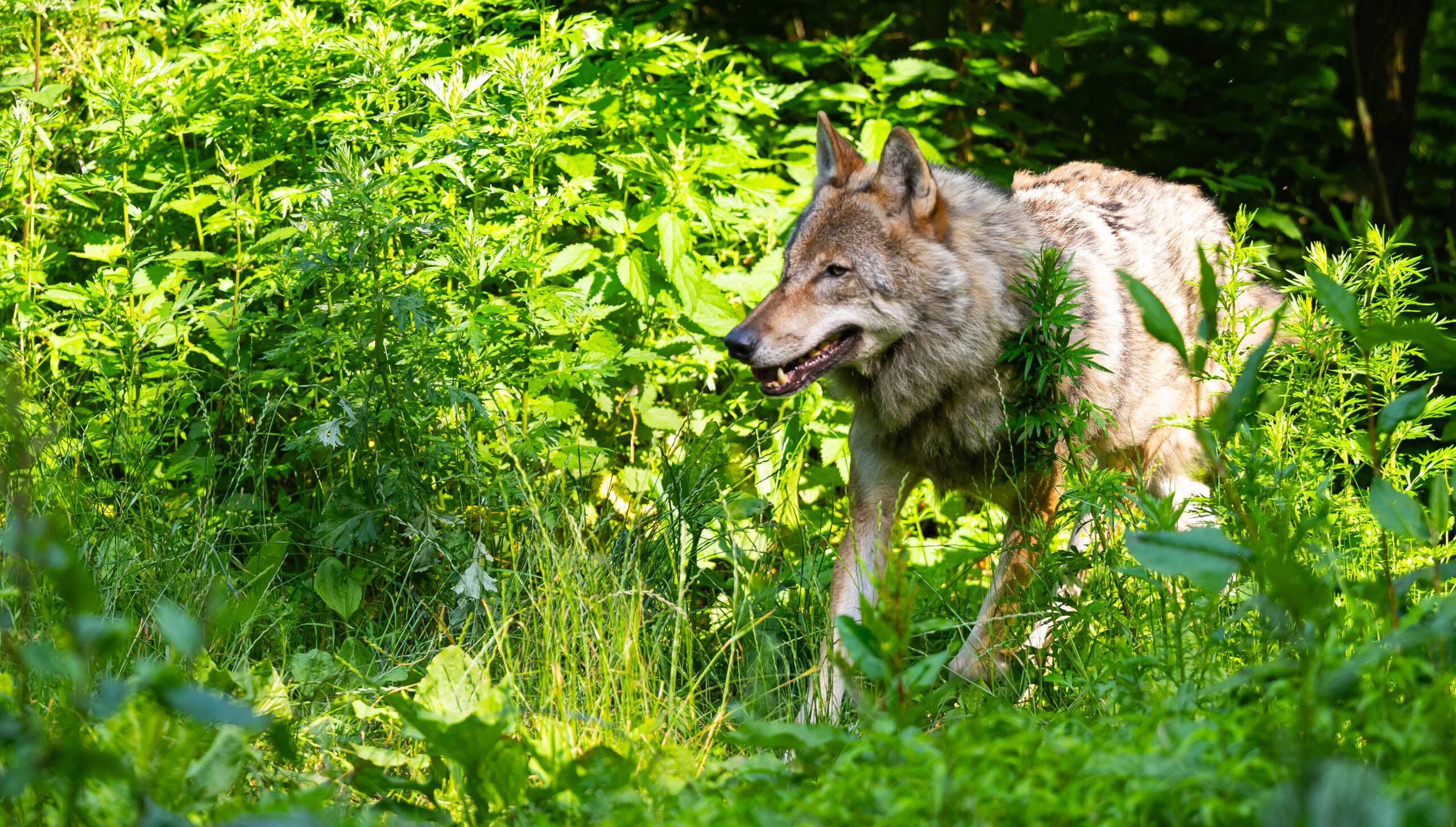 Ein Wolf läuft in einem Wildpark durch sein Gehege.