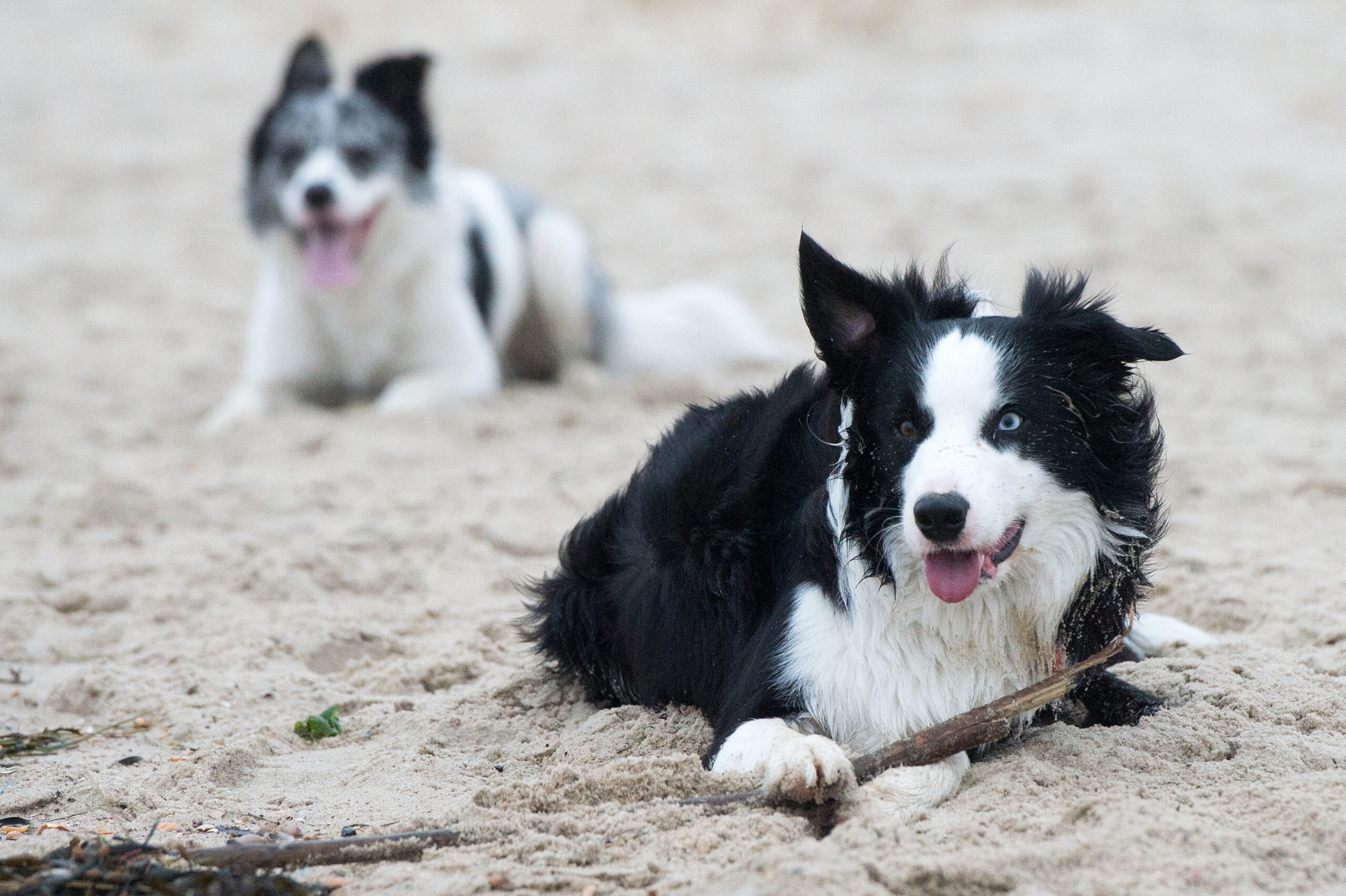 Zwei Hunde liegen auf der Insel Föhr am Strand.