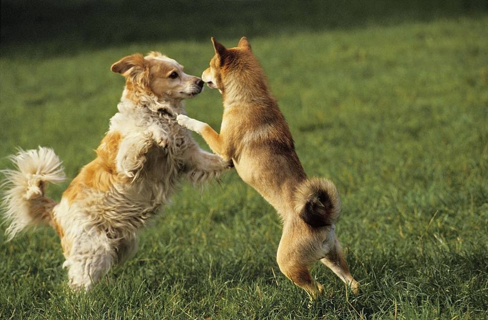 Zwei Hunde spielen auf einer Wiese.