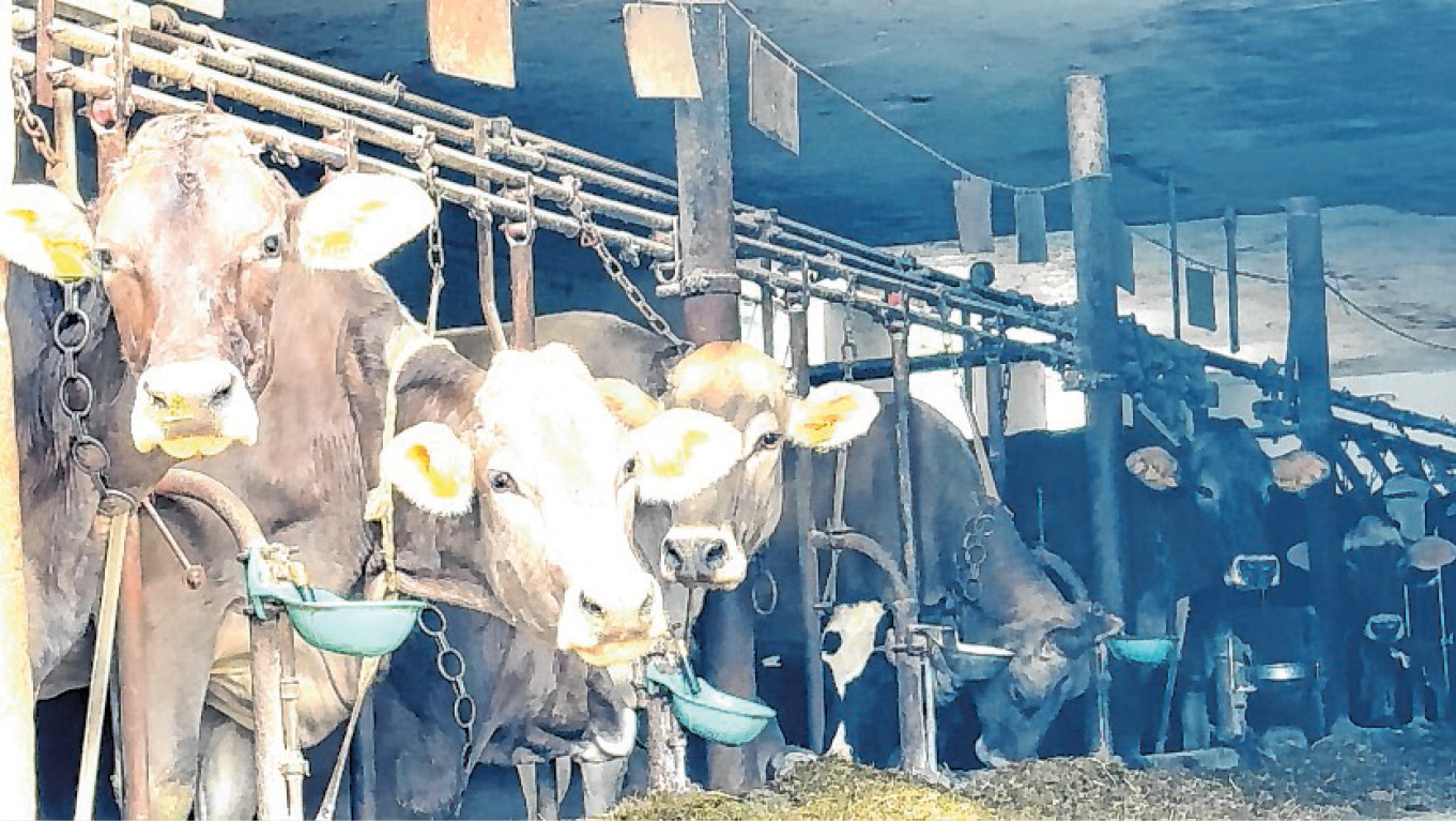 Angebundene Kühe im Stall