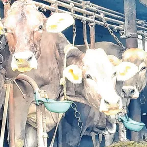 Angebundene Kühe im Stall