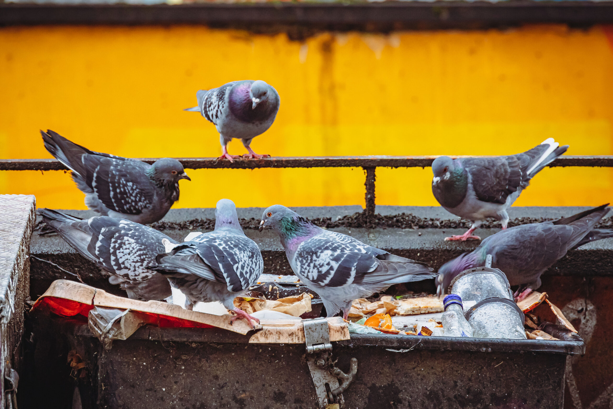 Tauben suchen in einem Müllcontainer nach Futter.