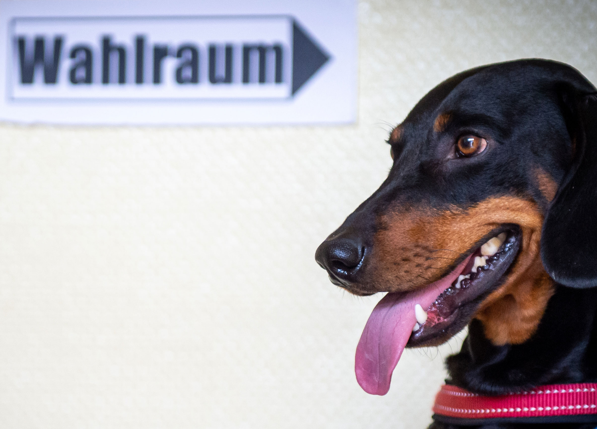 Sich im Wahlraum für Tierschutz einsetzen? So geht's laut MOPO-Kolumnist Frank Wieding.