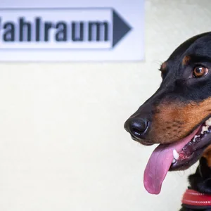 Sich im Wahlraum für Tierschutz einsetzen? So geht's laut MOPO-Kolumnist Frank Wieding.