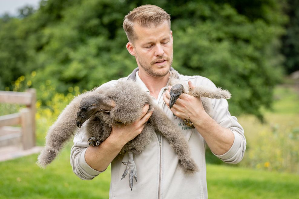 Faulster Nachwuchs: Diese Vögel leben acht Jahre lang im Hotel Mama