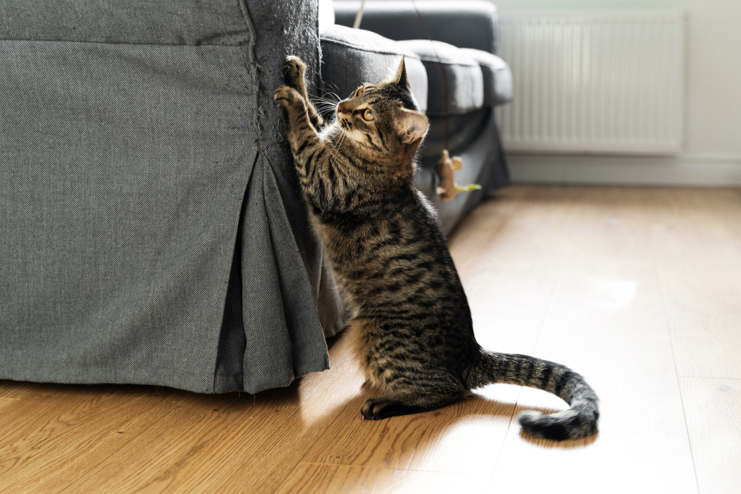 Eine Katze zerkratzt ein Sofa. (Symbolbild)